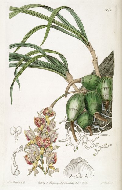 Grobya amherstiae by Miss Drake